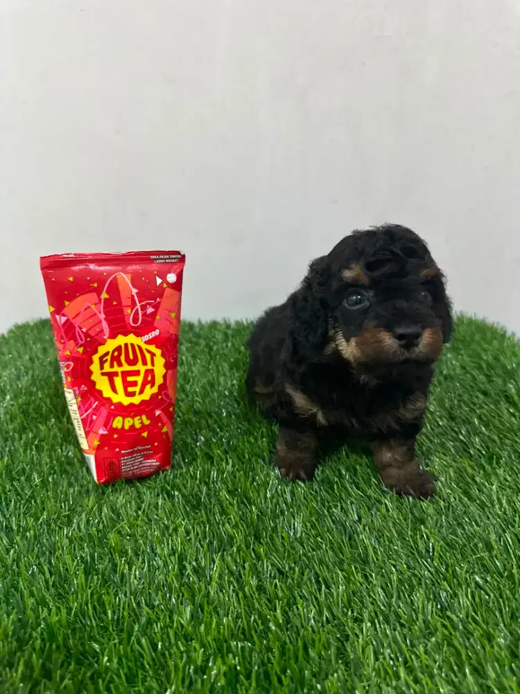 Dijual Anjing Tinny Poodle Female Phantom