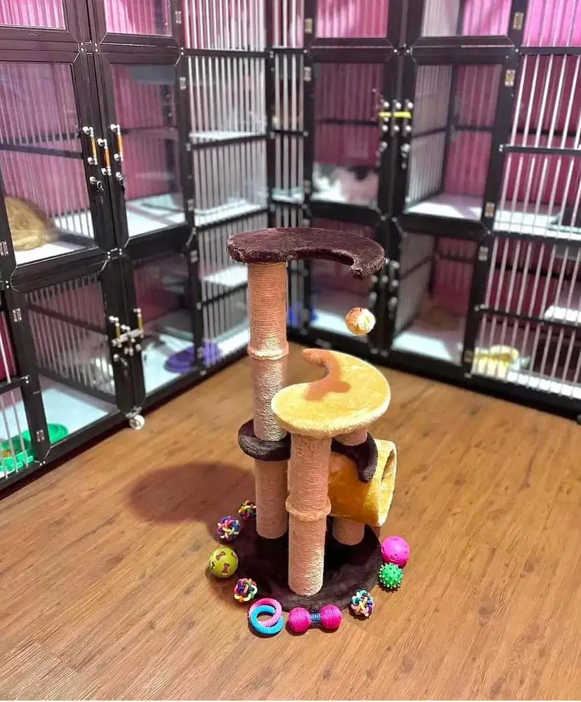 Penitipan kucing denpasar