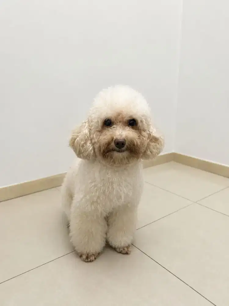 Dijual Anjing Tiny Poodle Male Silver