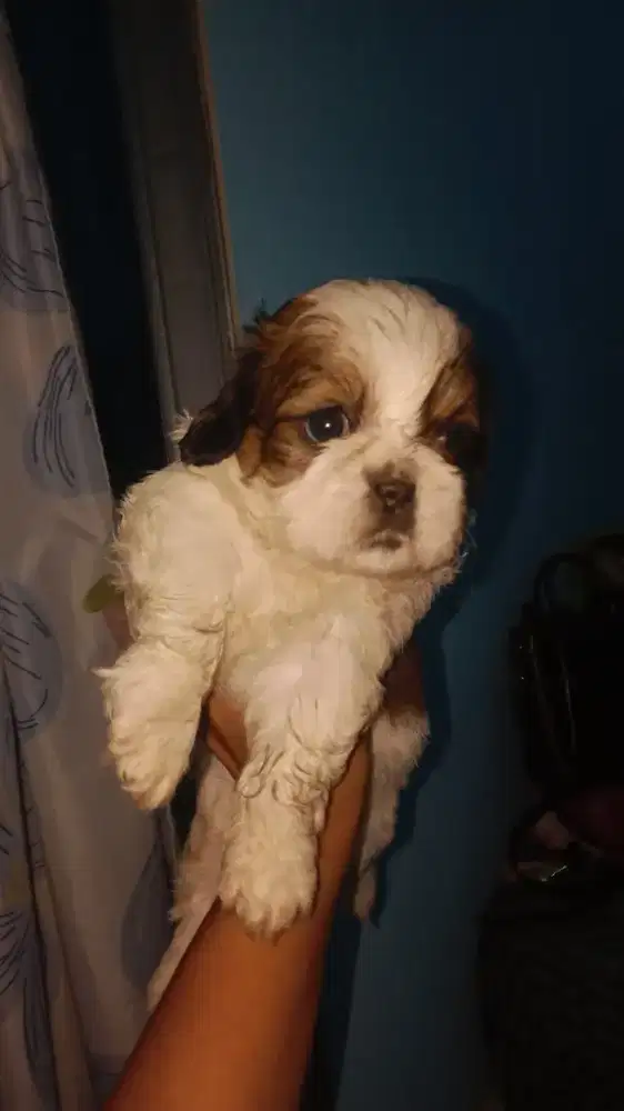 SHITZU 1BULAN BETINA