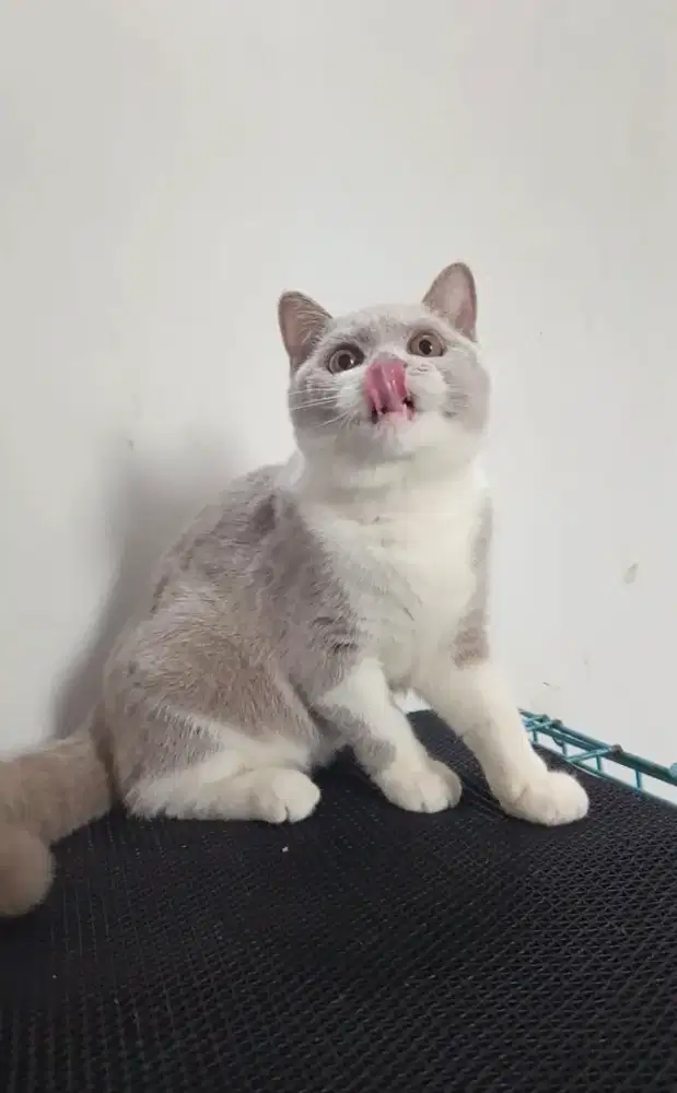 BRITISH SHORTHAIR