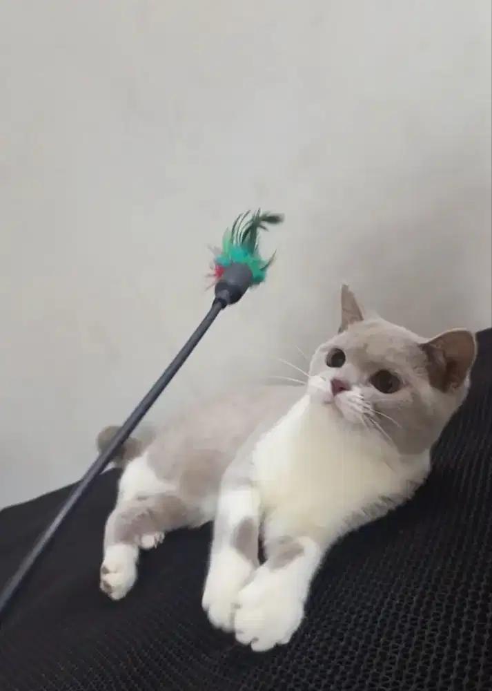 BRITISH SHORTHAIR