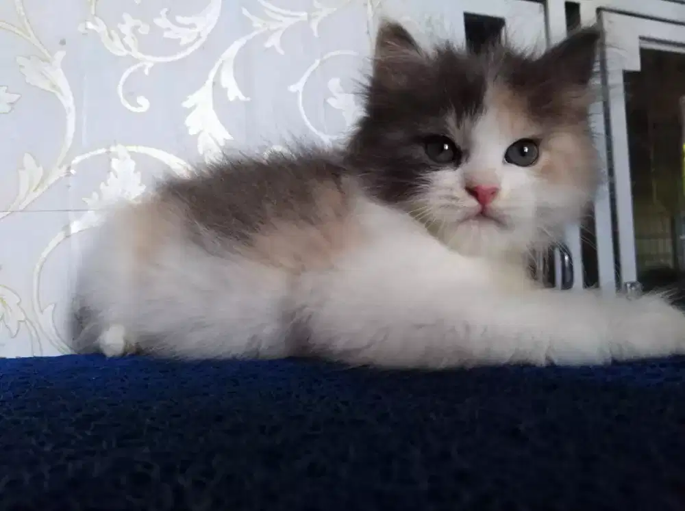 Kucing Persia betina