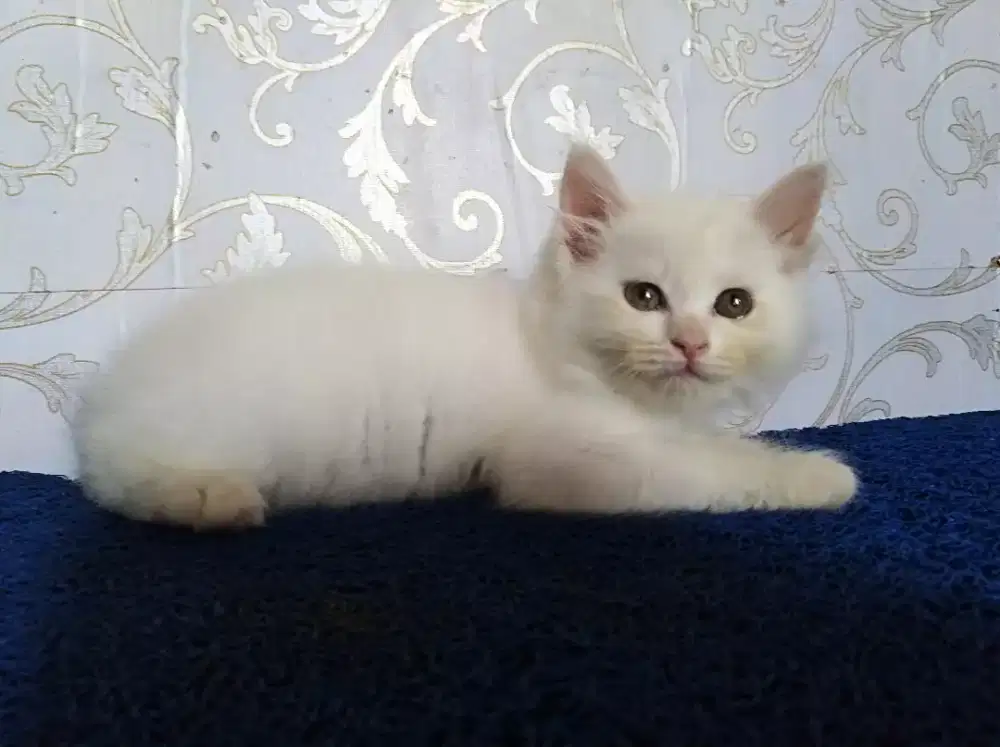 Kucing Persia white solid