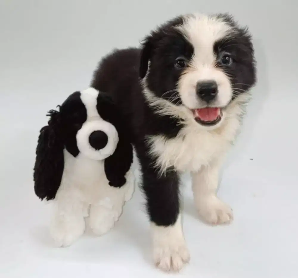 ANJING BORDER COLLIE