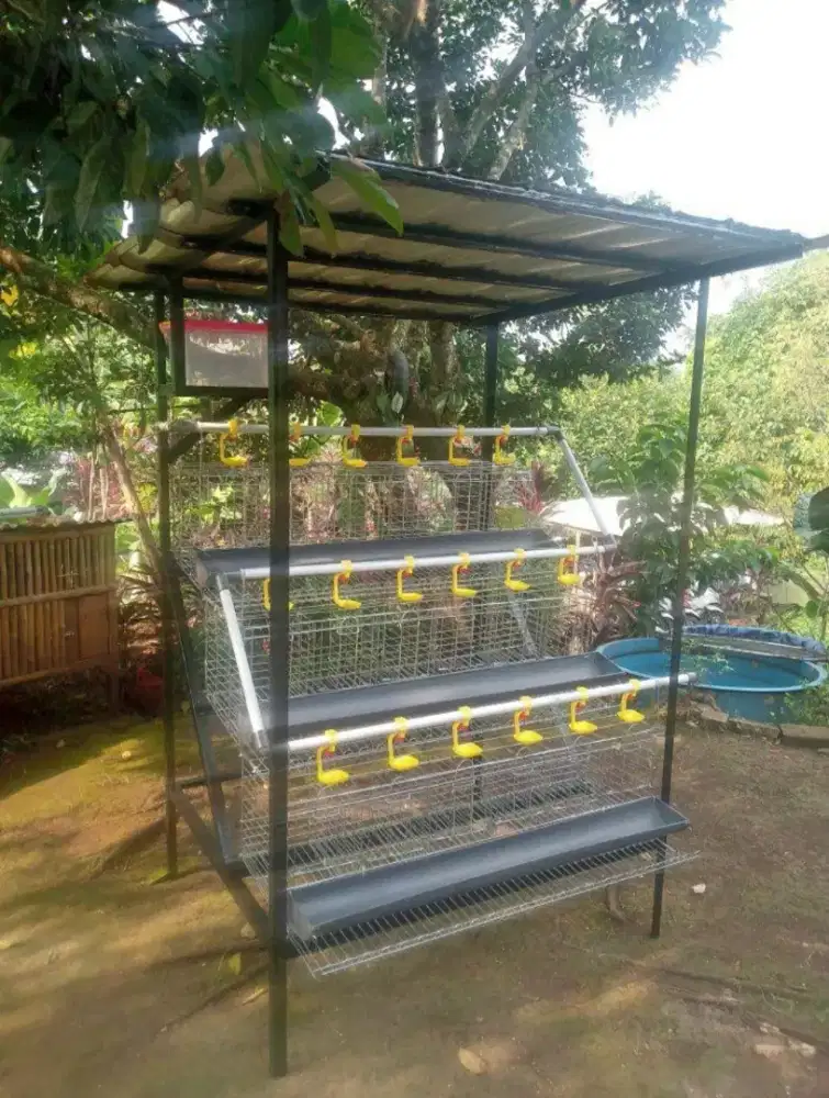 Kandang ayam petelur kapasitas 12 S/D 24 ekor