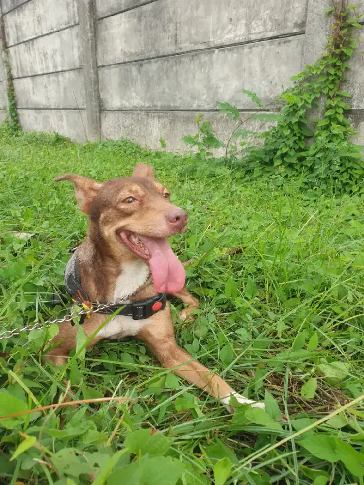Adop gratis anjing betina kampung 3 tahun