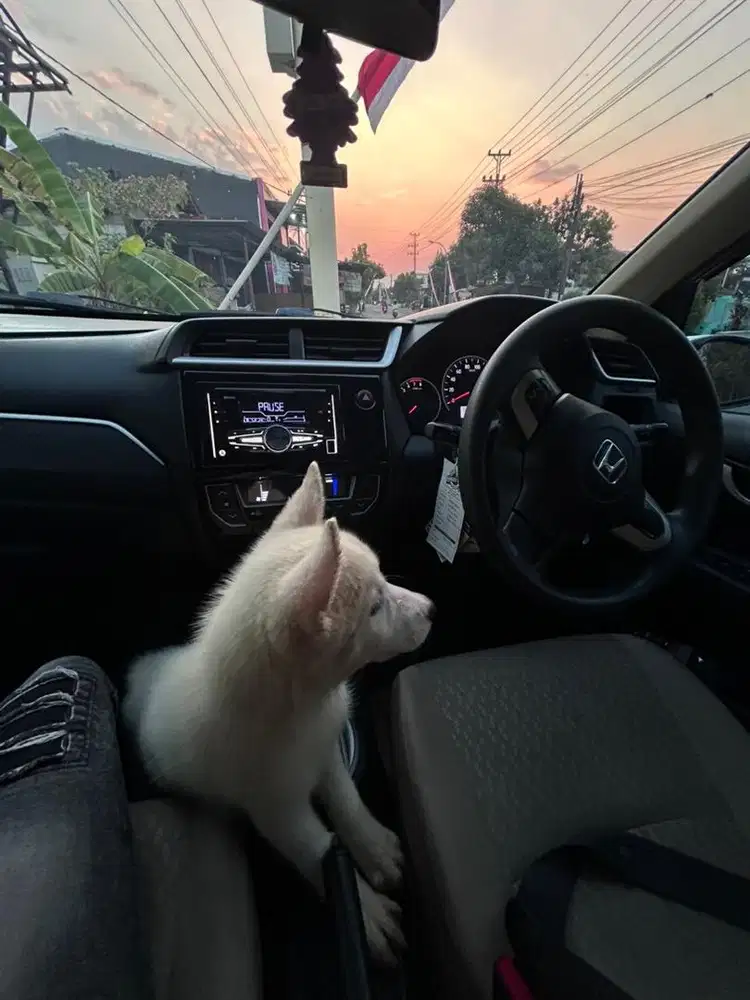 Siberia husky white
