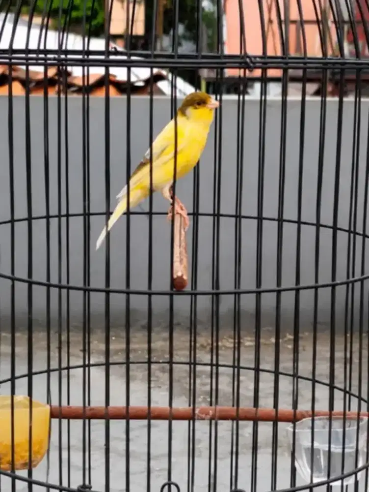 Kenari loper gacor warna bon simetris