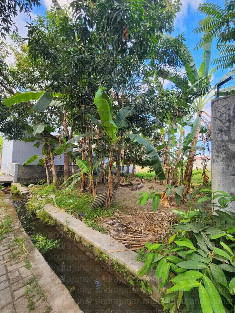 Tanah Sawah Pinggir Jalan Kampung di Nusupan Trihanggo Gamping Sleman