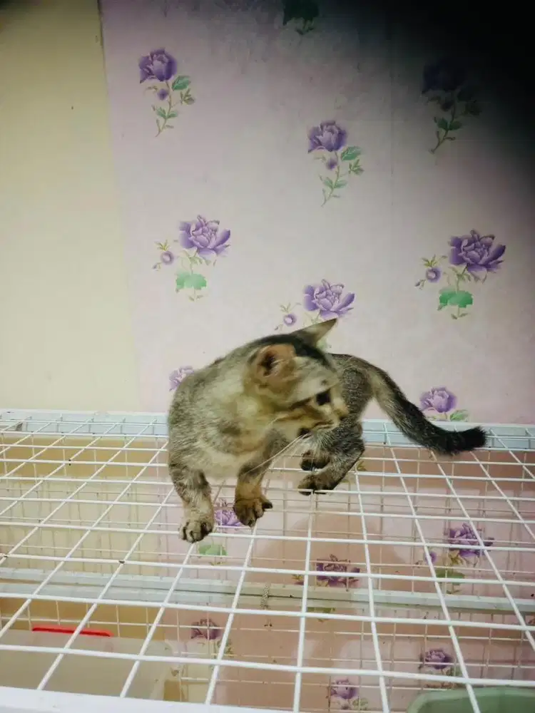 Jenis munchkin/kaki pendek betina