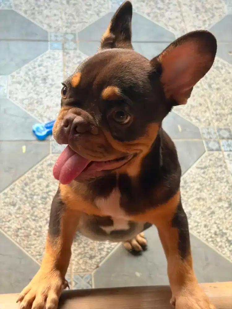 Bulldog French Bulldog