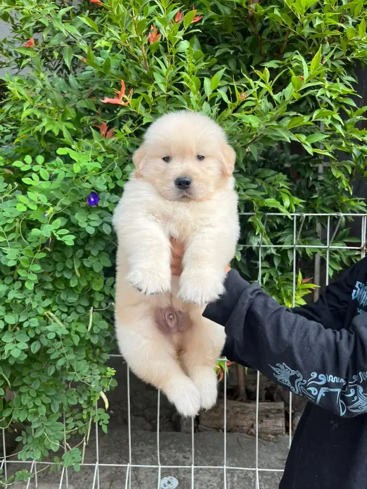 Sale golden retriever good quality n murmer