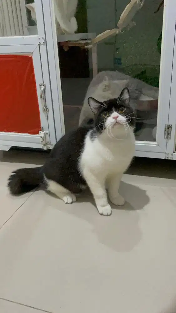 Kucing Bsh jantan