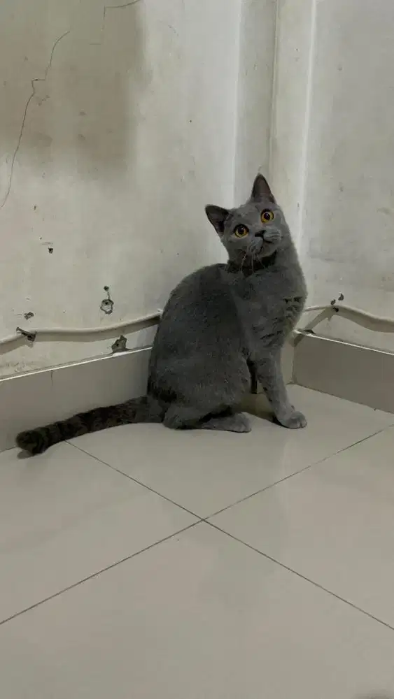 Kucing bsh betina