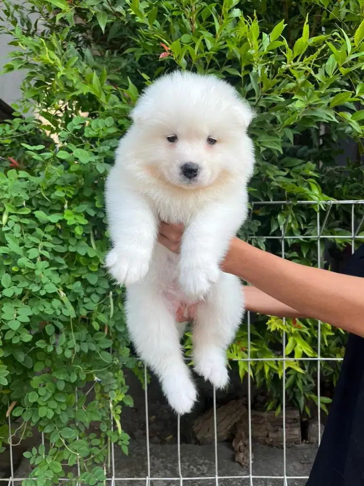 Sale samoyed high quality
