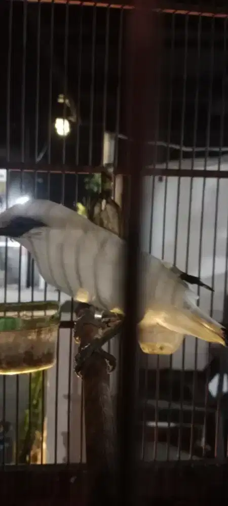 Burung jalak kesayangan