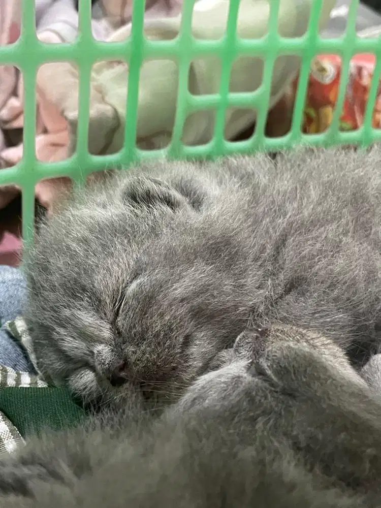 Masih 0penbuk British Shorthair Bloodline Ped Import