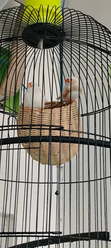 Burung zebra fich spsng remaja