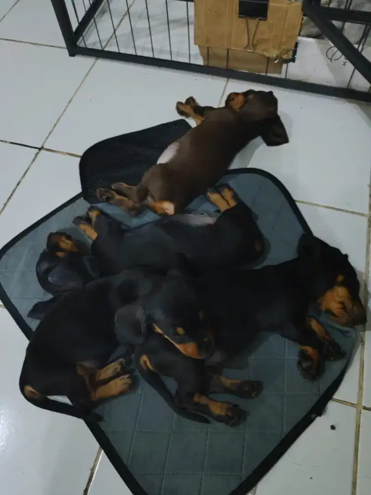 Anjing Tekel dijual