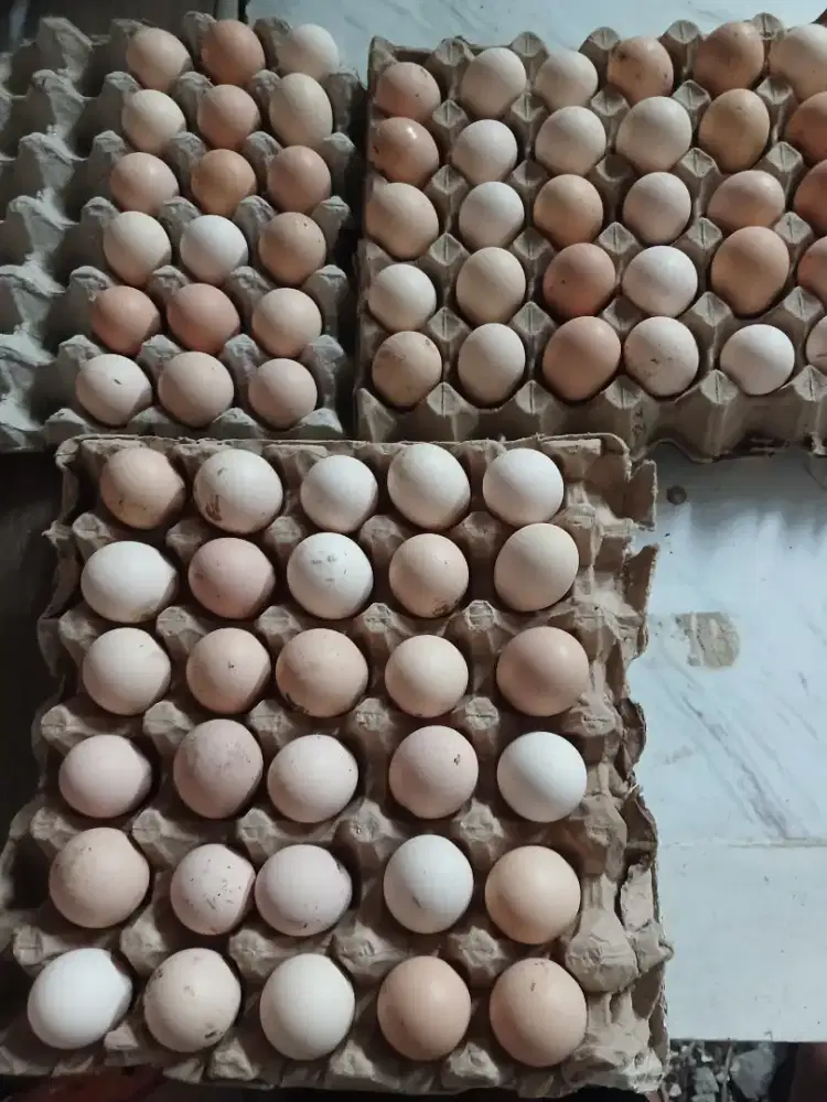 Telur ayam kampung