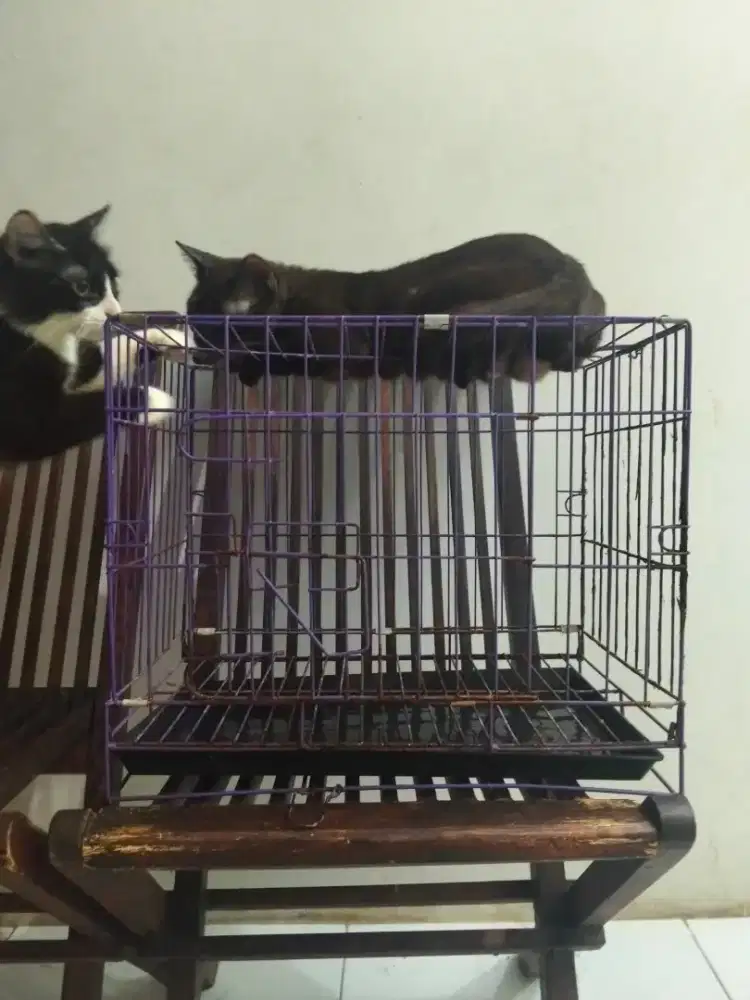kandang kucing uk. -+ 50x30 cm