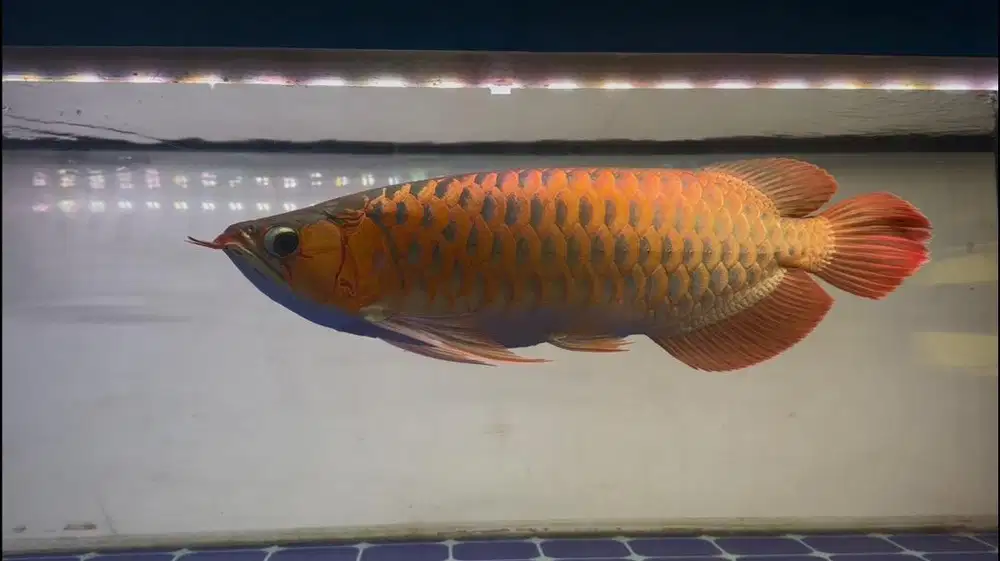 Ikan arwana super red ukuran 50cm
