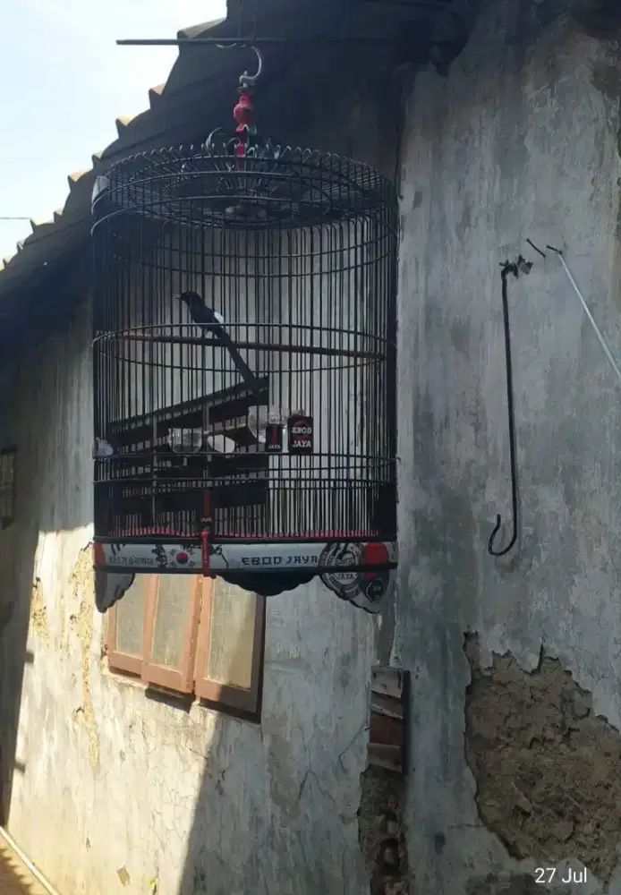 Burung murai fullset