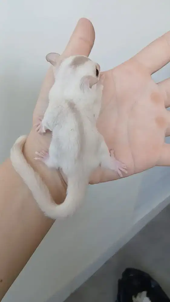 Sugar glider joey creamino mozaic