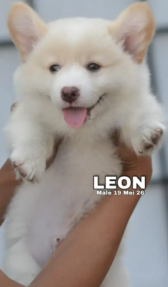 Pembrokw welsh corgi fawn jantan •LEON•