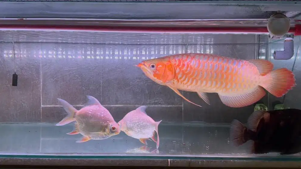 Ikan arwana sr super red 60cm