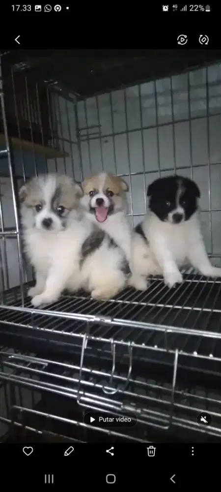Anjing mix pom jantan