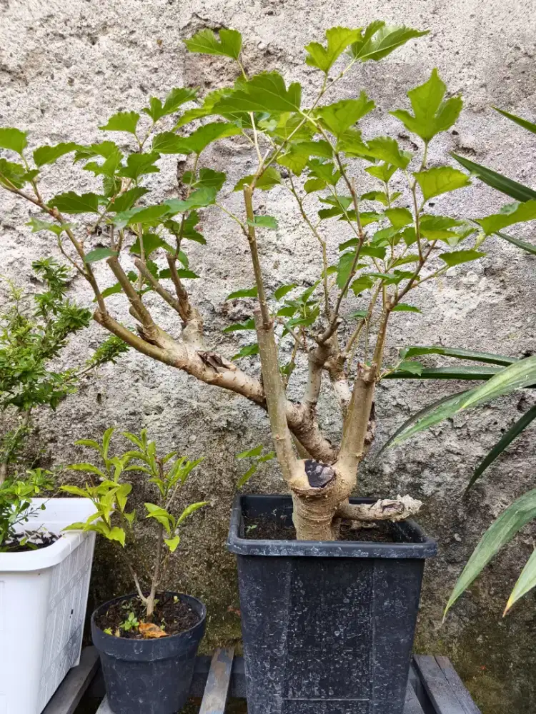 Bonsai MURBEI PERCABANGAN CAKEP