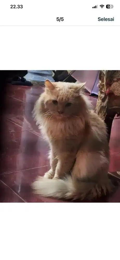 Kucing Anggora Ras