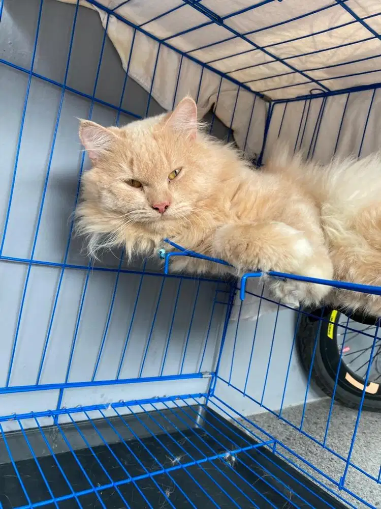 Kucing Anggora Ras