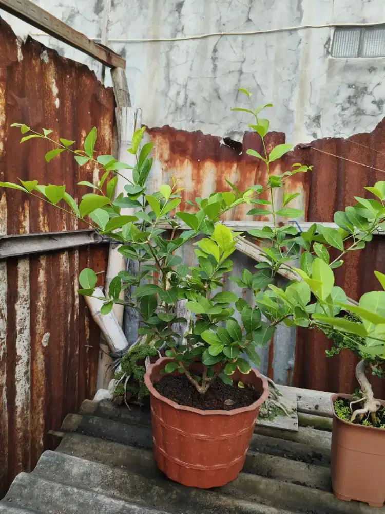 Pohon cherry vietnam
