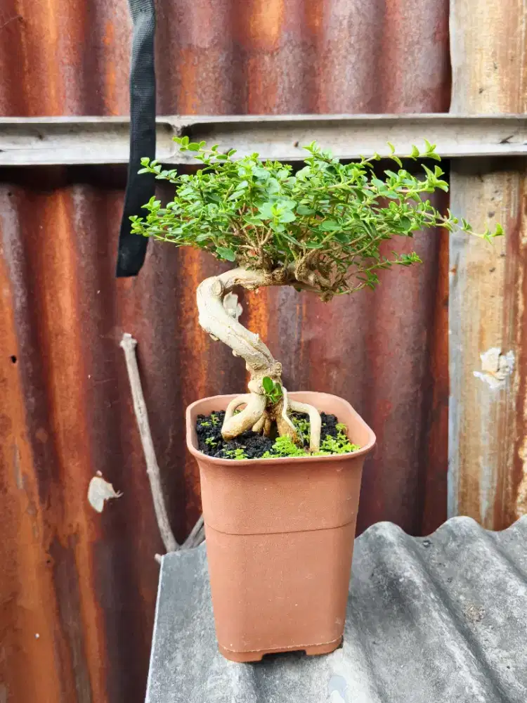 Bonsai sancang batang meliuk