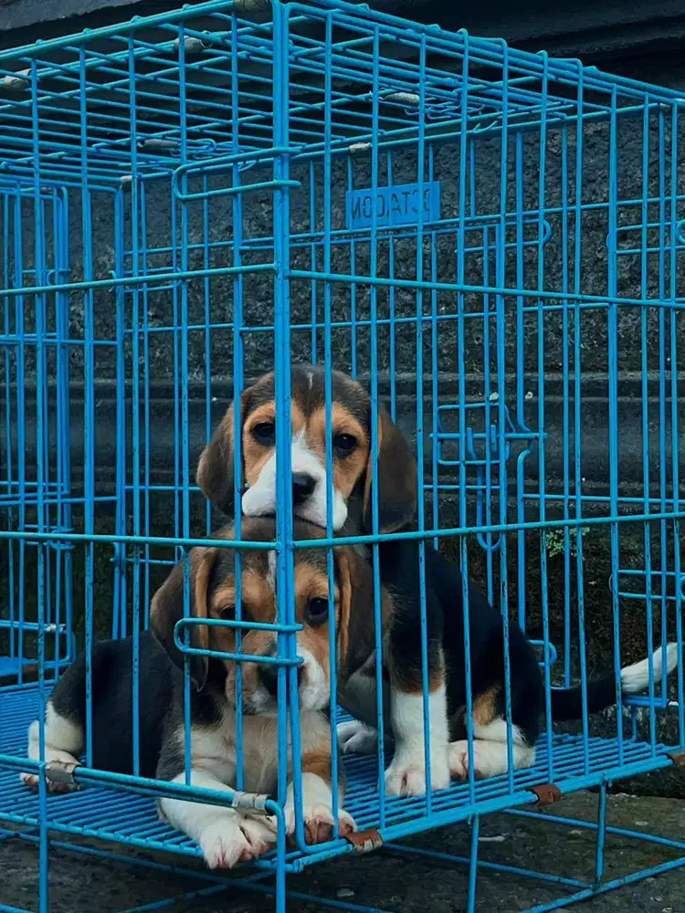Beagle puppy female