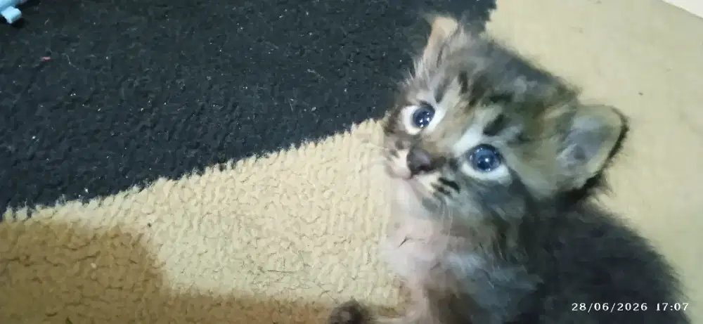 Kitten bersaudara 3 mix kembar