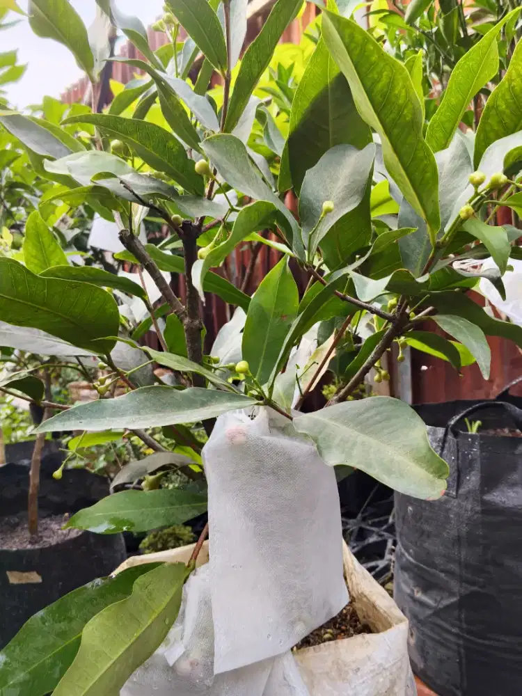 Jambu lilin madu bonsai