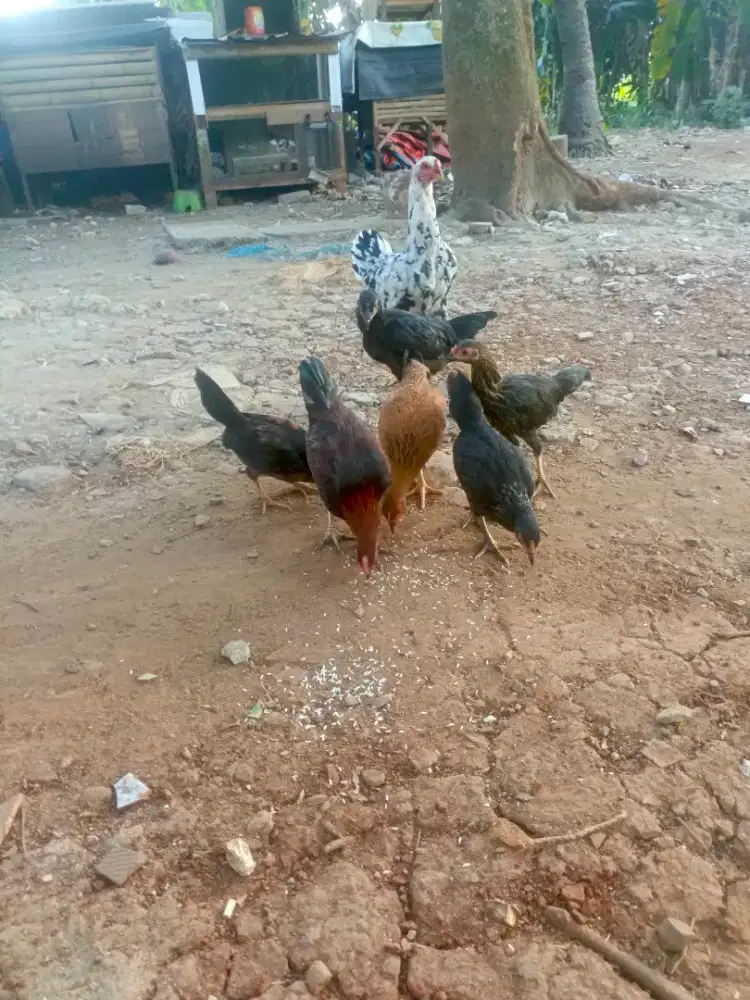 Ayam kampung ada 7 Ekor