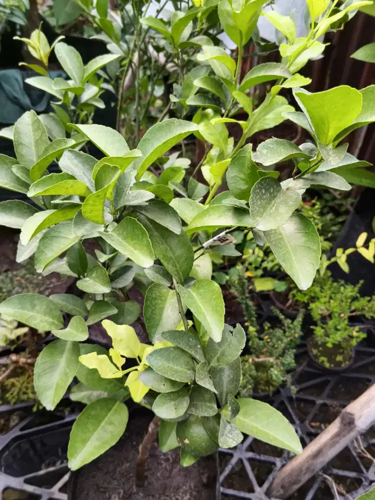 Jeruk Mandarin berbuah