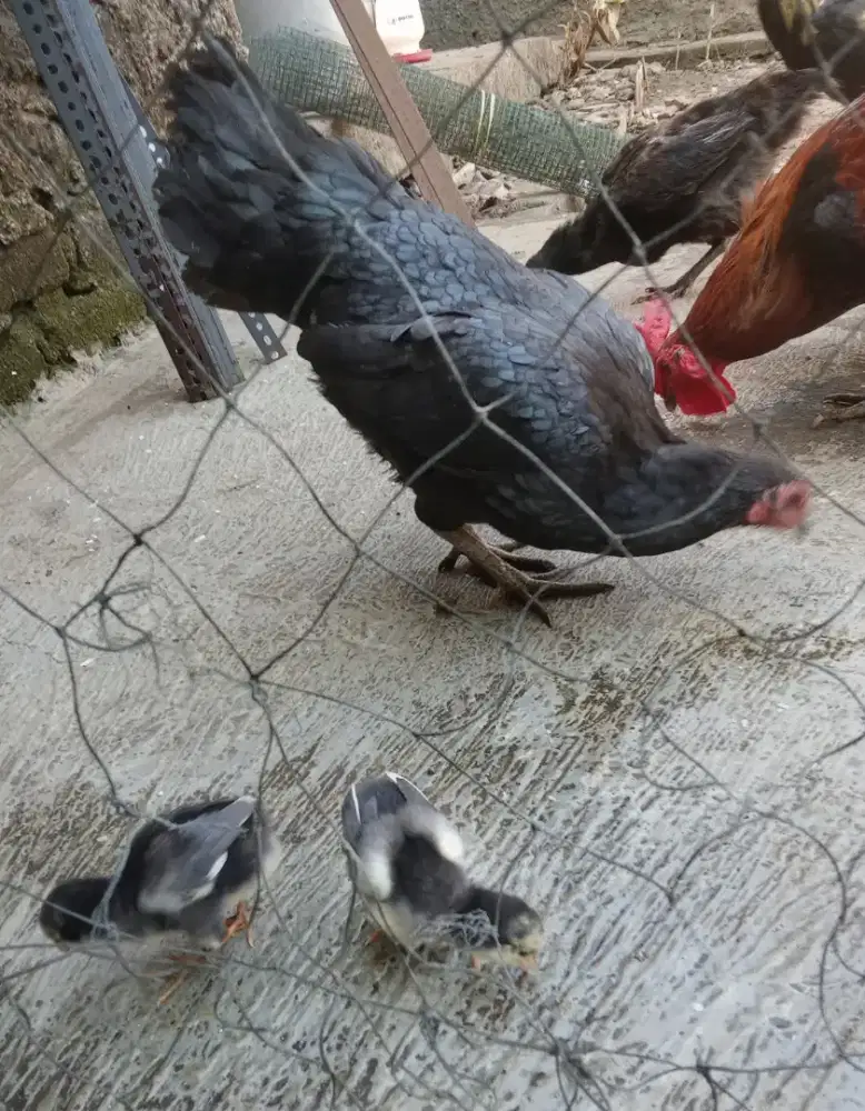Induk ayam kampung dgn anak 3 ekor