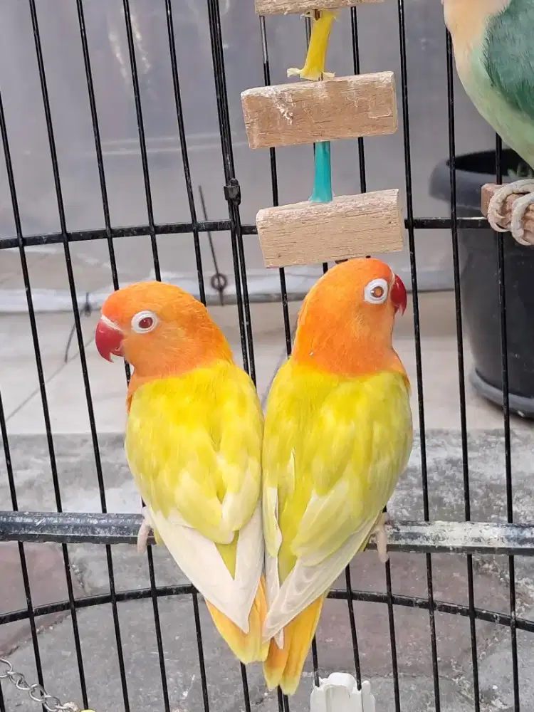 Lovebird Biola PF Green Mata Merah (paud)