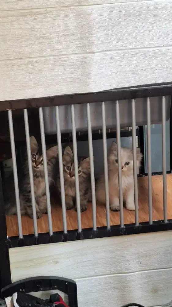Open adop 4 kitten