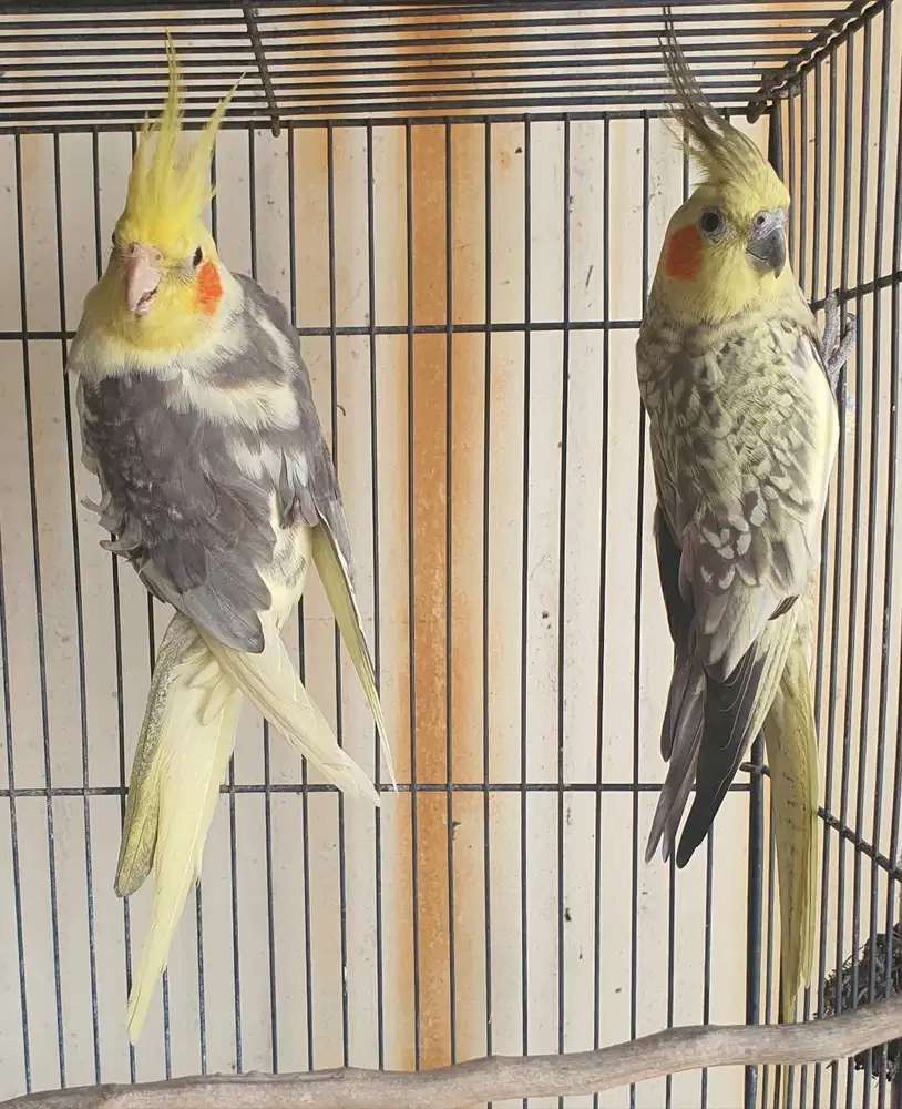 Falk / Cockatiel Pasangan