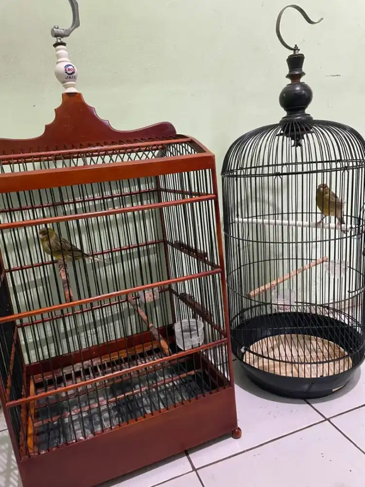 Burung kenari untuk di jual