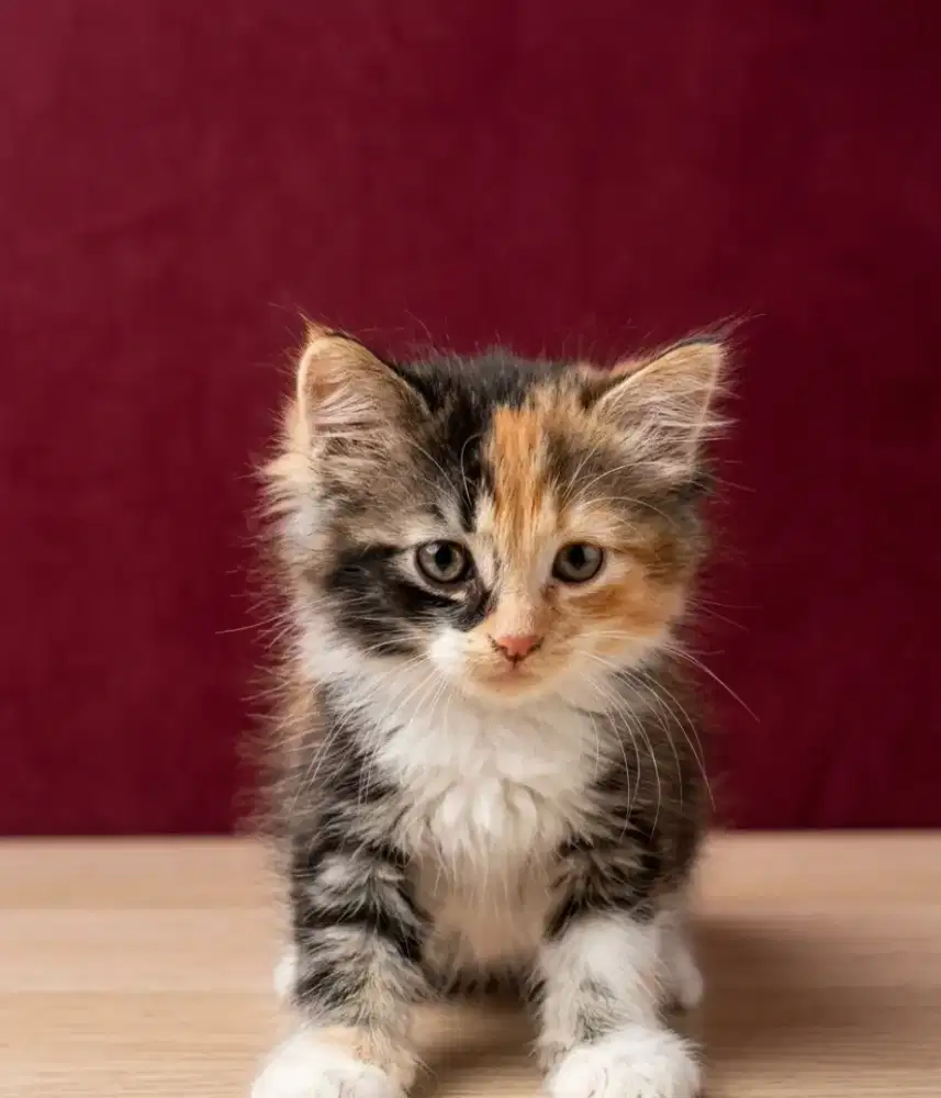 Kitten persia betina 2 bulan