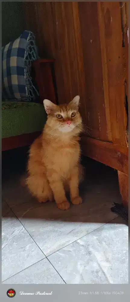 Hibah gratis Kucing Persia Medium dewasa