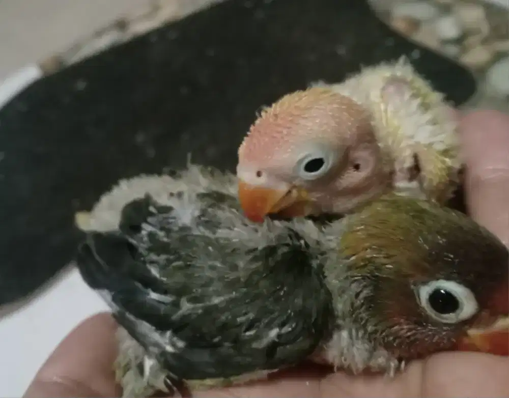 LOVEBIRD 2 LOLOHAN USIA 30 HARI